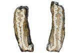 Mammoth Molar Slices With Case - South Carolina #99516-1